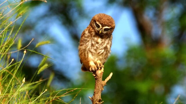 young little owl, Athene noctua, sits high on stake, looks around excited and curious, flies away 259