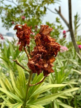 Close up of dried withered red oleander flowers on green foliage in a tropical garden. Concept of autumn, decay, death, sadness, passing time, change, wilting, dry season, and nature cycle.