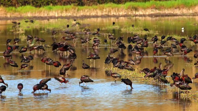 many glossy ibis, Plegadis falcinellus, in shallow water searching for food 280