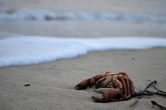 crabe au cap ferret