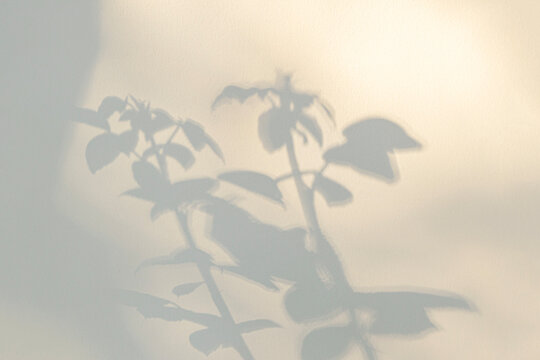 Rose leaf shadow. Shadows and light from sunlight of natural rose leaf tree branch plant, beige grey rose leaves shadow overlay effect for foliage mockup