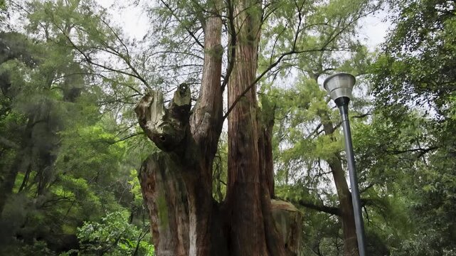 Massive Old Tree Surrounded by Greenery in Chapultepec Park