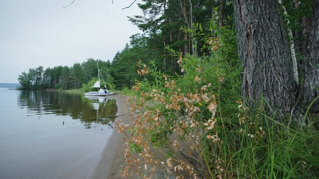 Sailing boat beached on the wild area near the lush green forest
