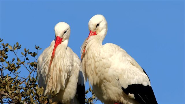 couple of white storks, Ciconia ciconia, resting on their nest, close 059
