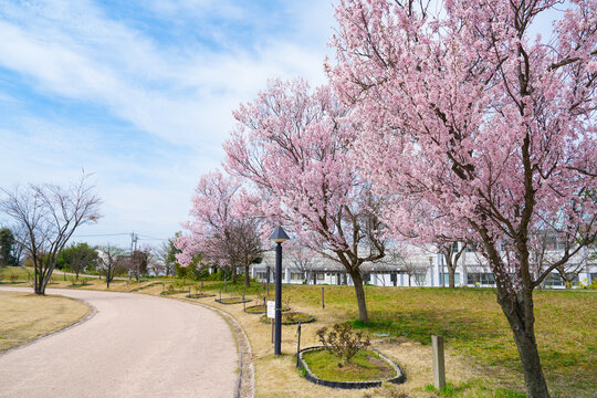 A scenic view of a public park in Japan featuring full-bloom pink sakura trees lining a winding walkway on a bright spring day with a soft blue sky and scattered white clouds.