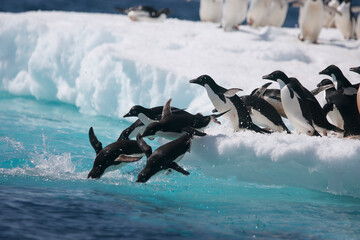 Adelie penguins diving from an iceberg in Antarctica © willtu