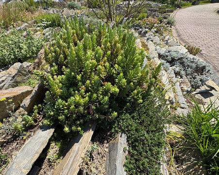 Green succulent plants Sedum sediforme pale stonecrop growing on rocky landscape close up outdoor. Botanical flora photography for rock garden, xeriscaping, drought tolerant nature backdrop design.