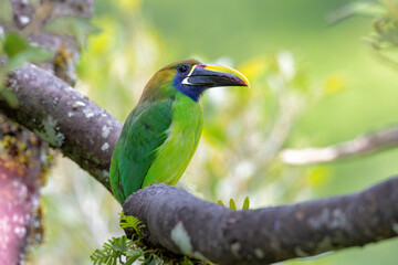 Naklejka premium Blue-throated Toucanet (Aulacorhynchus caeruleogularis) perched on a branch in the Talamanca Mountains, San Gerardo de Dota, Costa Rica