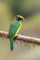 Naklejka premium Blue-throated Toucanet (Aulacorhynchus caeruleogularis) perched on a branch in the Talamanca Mountains, San Gerardo de Dota, Costa Rica