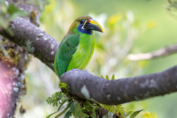 Naklejka premium Blue-throated Toucanet (Aulacorhynchus caeruleogularis) perched on a branch in the Talamanca Mountains, San Gerardo de Dota, Costa Rica