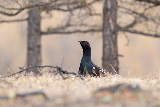 adult male black-billed capercaillie or eastern capercaillie (tetrao urogalloides), found in Chentii-Aimag in Mongolia