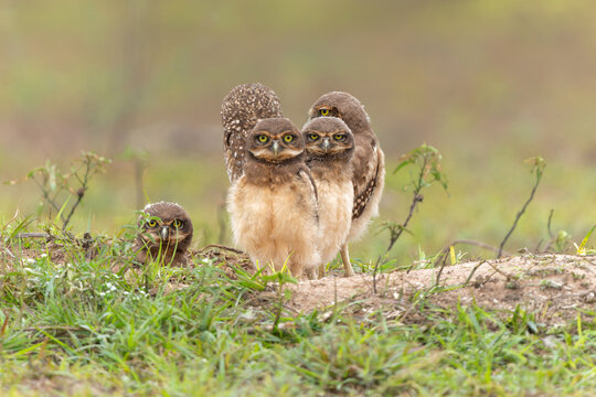 Burrowing owl (Athene cunicularia). One of the parents and the small chicks standing on the burrow in a field in the North Pantanal in Brazil 