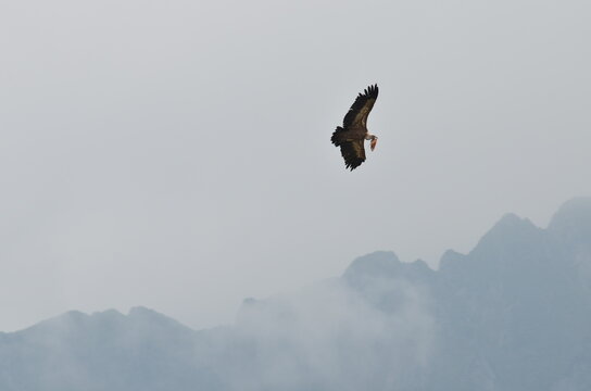 Montagne vautours et marmottes