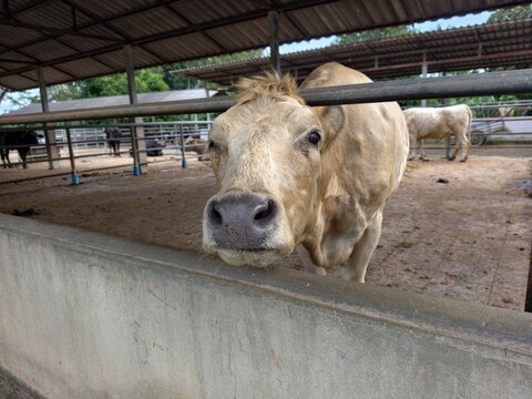 An itchy tongue or the presence of blisters or sores on the tongue in cattle is often indicative of Foot-and-Mouth Disease.
