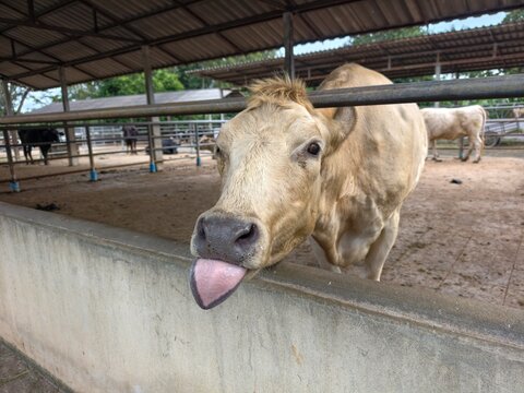 An itchy tongue or the presence of blisters or sores on the tongue in cattle is often indicative of Foot-and-Mouth Disease.