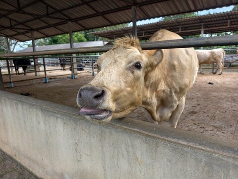 An itchy tongue or the presence of blisters or sores on the tongue in cattle is often indicative of Foot-and-Mouth Disease.