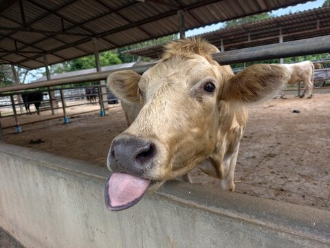An itchy tongue or the presence of blisters or sores on the tongue in cattle is often indicative of Foot-and-Mouth Disease.
