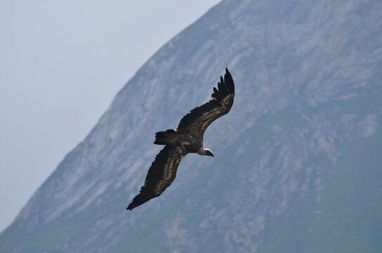 Montagne vautours et marmottes