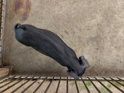 Phuphan swine raised in a pen.
