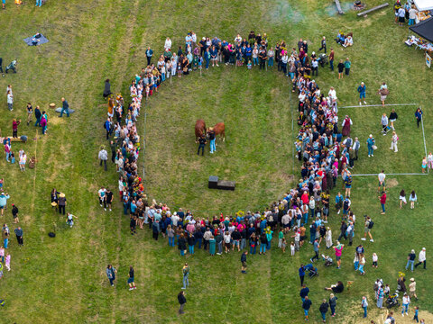 Anyksciai, Lithuania - 07 August 2026: Aerial view of a crowd gathered in a circle on a grassy field to watch traditional horse bathing in the Sventoji river.
