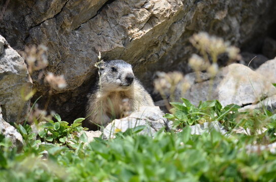 Montagne vautours et marmottes