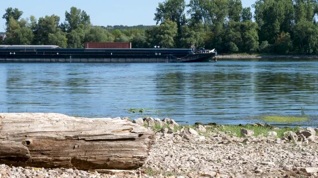 Banks and riverbed of Rhine river in Walluf, Germany. Extraordinary low water level after a long period of drought in 2026.