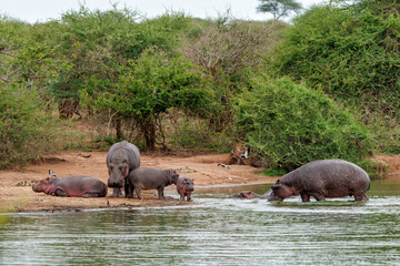Hippopotamus (hippo) hanging around  in Kruger National Park in South Africa © henk bogaard