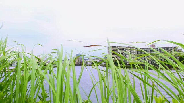 風に揺れる川辺の青草と対岸のマンション街、爽やかなリバーサイド風景