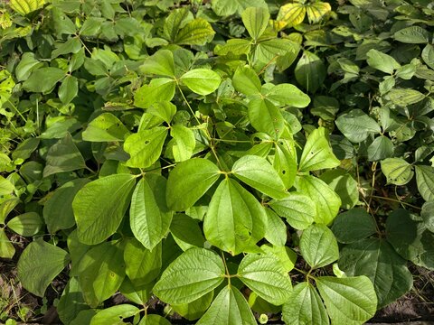 Dioscorea hispida Dennst is a climbing plant whose tubers have long been used as food.
