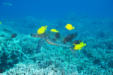 Green sea turtle swimming with fish near Hawaii © willtu