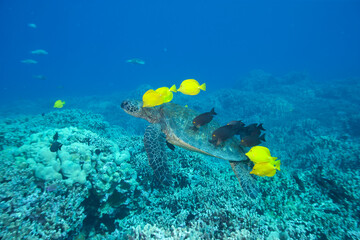 Green sea turtle swimming with fish near Hawaii © willtu