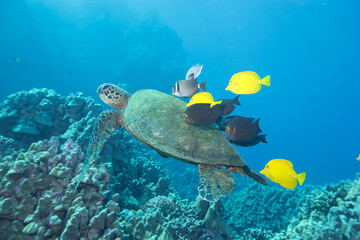 Green sea turtle swimming with fish near Hawaii © willtu