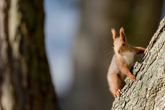 Cute Squirrel On A Tree