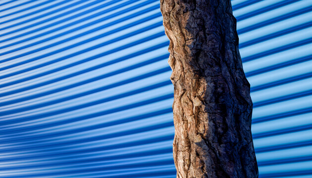 Close-up of a textured tree trunk with shadows on a blue striped wall