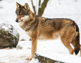 Fototapeta premium Wolf In Forest During Winter