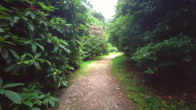 A smooth, real-time first-person point-of-view shot walking along a gravel path flanked by dense green rhododendron bushes at Lanhydrock Estate in Cornwall, United Kingdom, on 24.08.2024