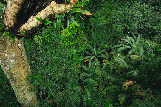 Earth Day eco concept with tropical forest background, natural forestation preservation scene with canopy tree in the wild, concept on sustainability and environmental renewable