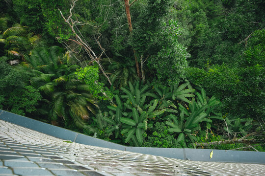 Earth Day eco concept with tropical forest background, natural forestation preservation scene with canopy tree in the wild, concept on sustainability and environmental renewable