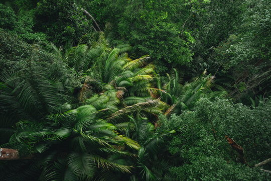 Earth Day eco concept with tropical forest background, natural forestation preservation scene with canopy tree in the wild, concept on sustainability and environmental renewable