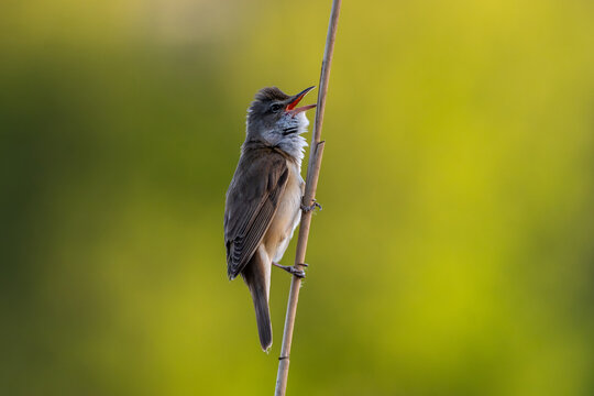 Great Reed Warbler Sits And Sings