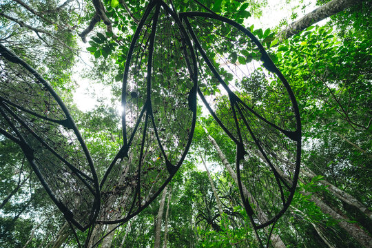 Earth Day eco concept with tropical forest background, natural forestation preservation scene with canopy tree in the wild, concept on sustainability and environmental renewable