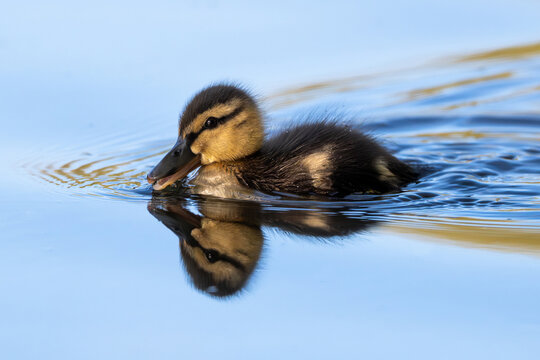 Little Duckling Swimming Across Lake