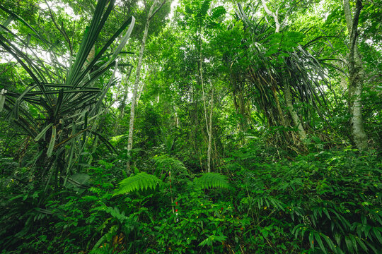 Earth Day eco concept with tropical forest background, natural forestation preservation scene with canopy tree in the wild, concept on sustainability and environmental renewable