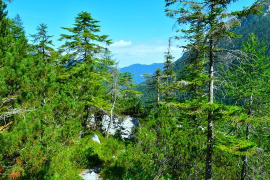 Alpine landscape with mugo pine and low spruce trees at Krnica in Julian alps, Slovenia