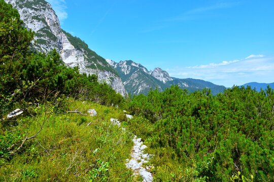 Hiking trail with a meadow and mugo pine bush at Krnica in Julian alps, Gorenjska, Slovenia