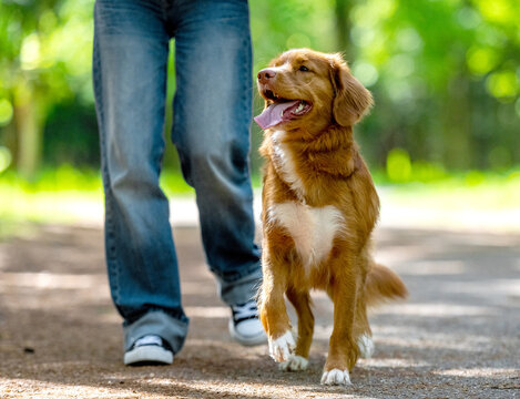 Teen Boy Walking His Toller Retriever Dog