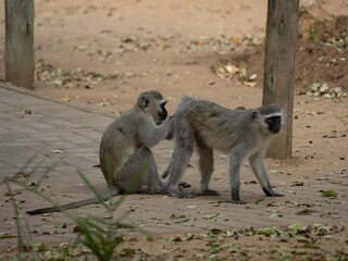 monkey friends helping each other out © Philip