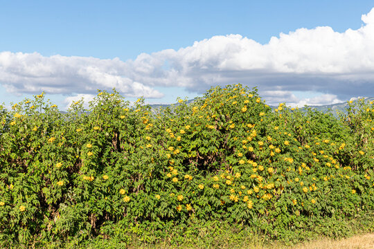 A hedgerow of Mexican Sunflower (Tithonia diversifolia) beside the road to the village of Tsumba near Dedza, Malawi, Africa