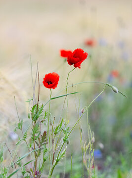 Beautiful Poppies Blooming In Field