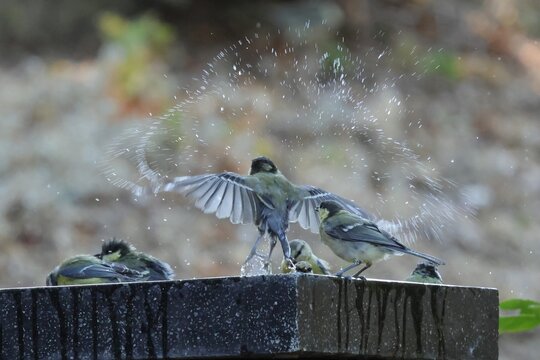 oiseaux a l'abreuvoir